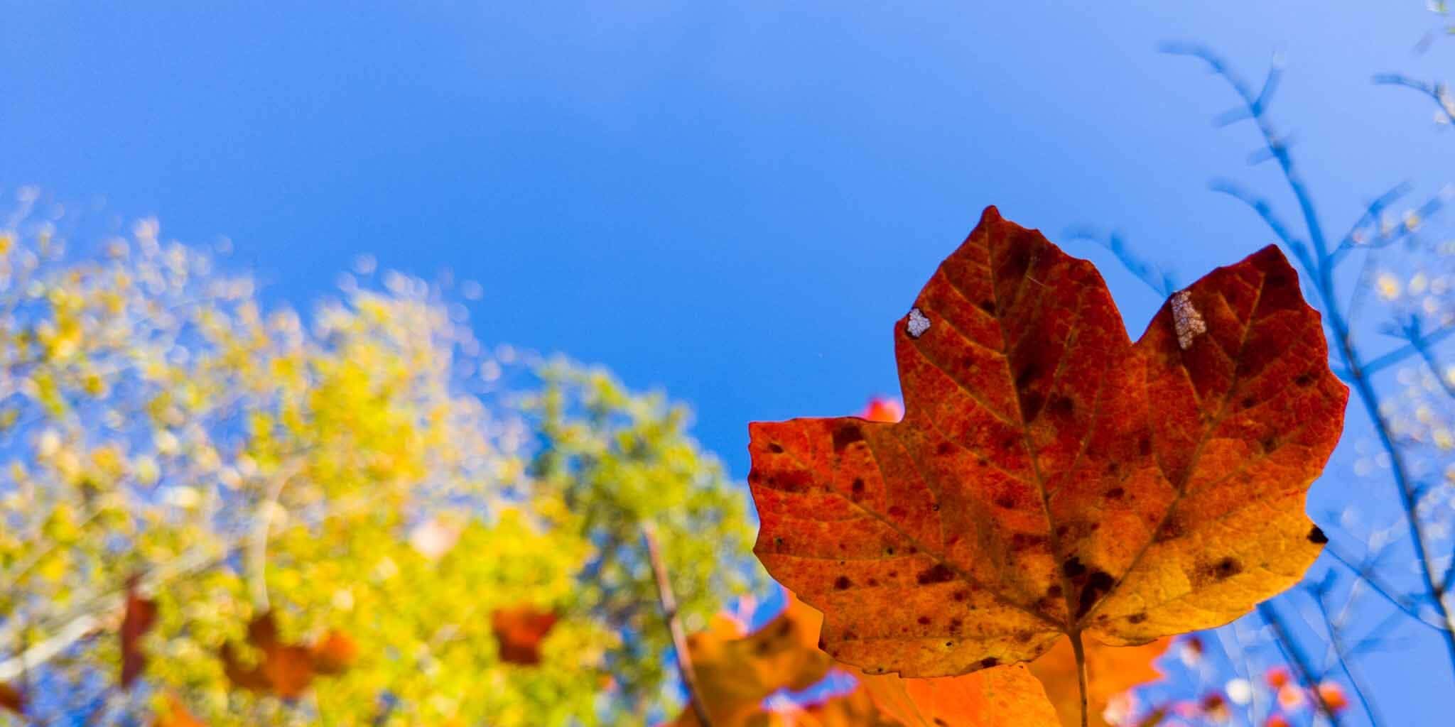 Foliage escursione in Valnerina colori foglie