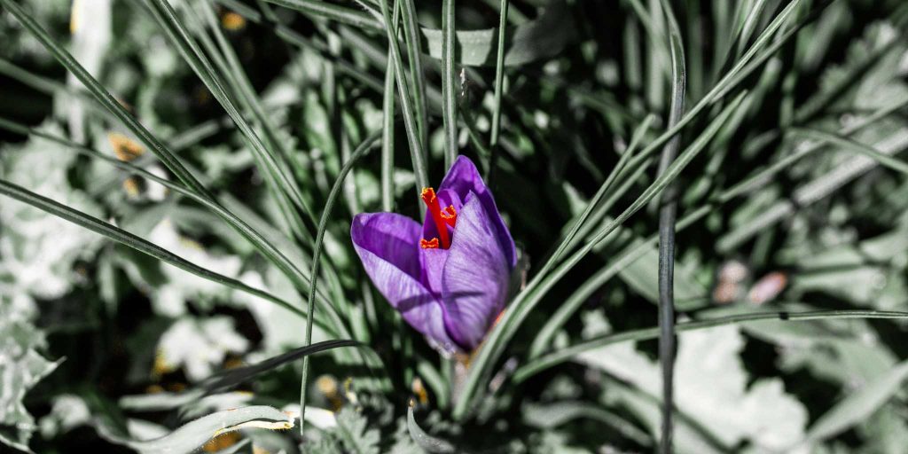 Escursione e degustazione dei prodotti a base di zafferano – farm tour