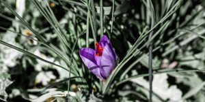 Escursione e degustazione dei prodotti a base di zafferano – farm tour