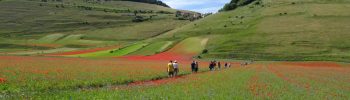 Fiori a Castelluccio: facile escursione per tutti