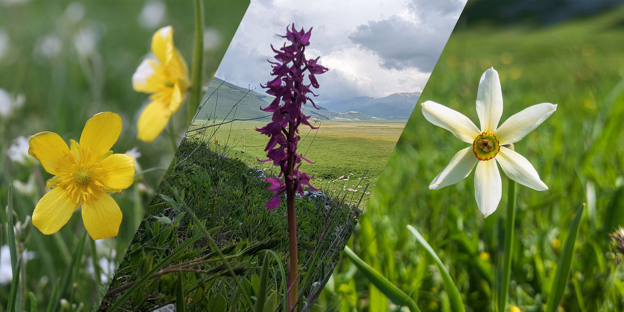 Il fosso dei Mergani e la fioritura spontanea Passeggiata Pasqua Centro Italia Castelluccio di Norcia