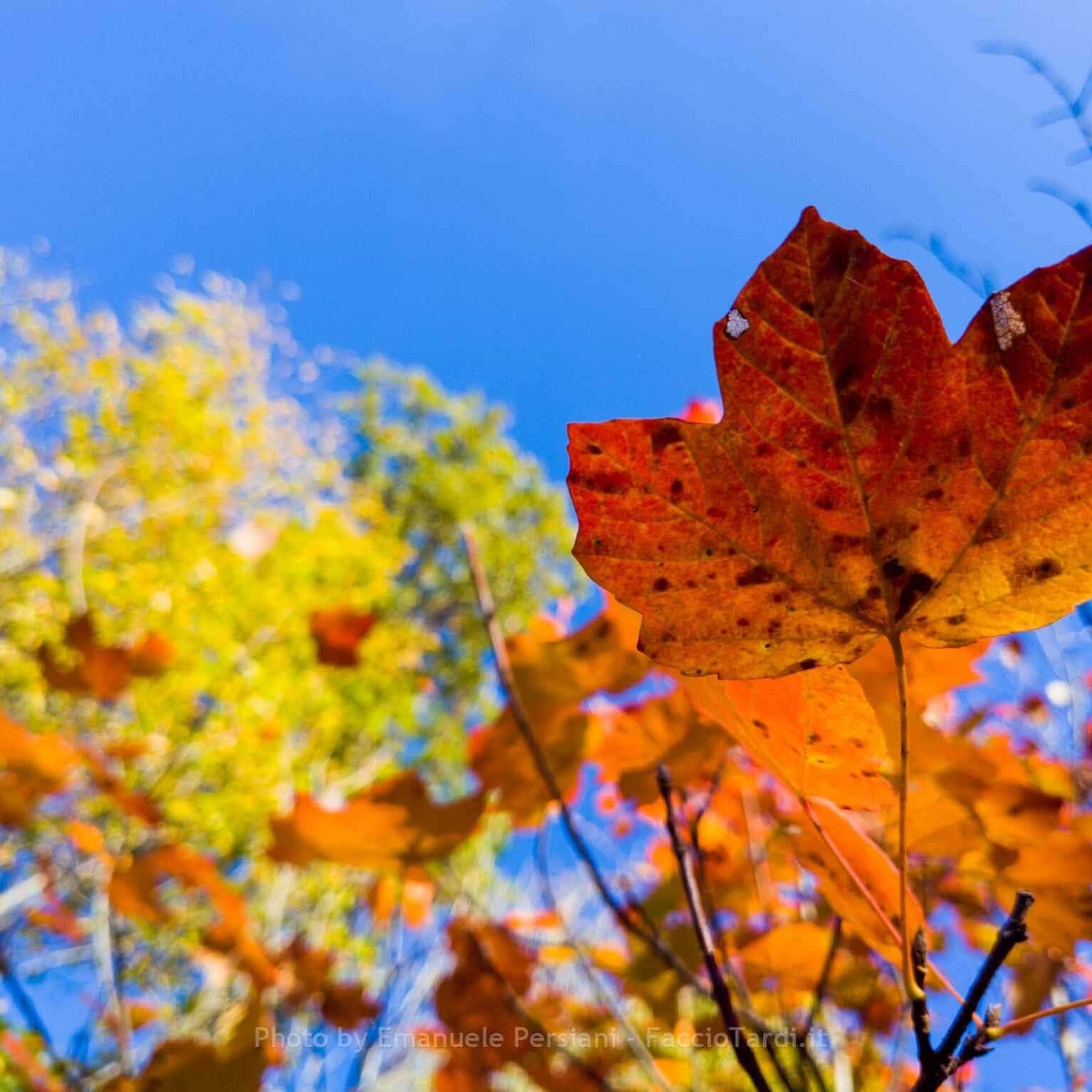 Foliage escursione in Valnerina colori foglie